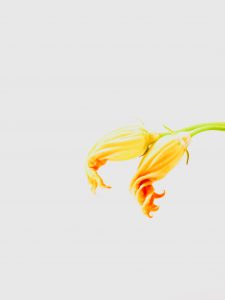 Flores de calabacín